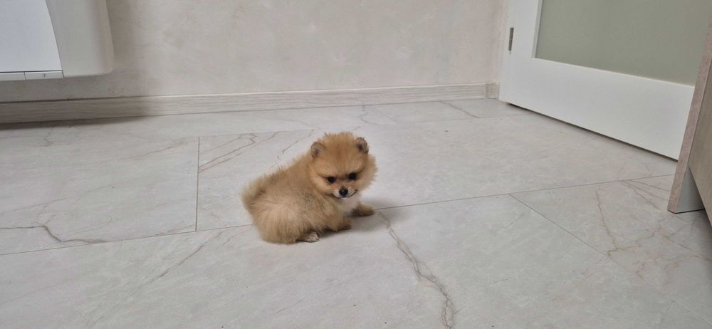 мъжко померанче,померан