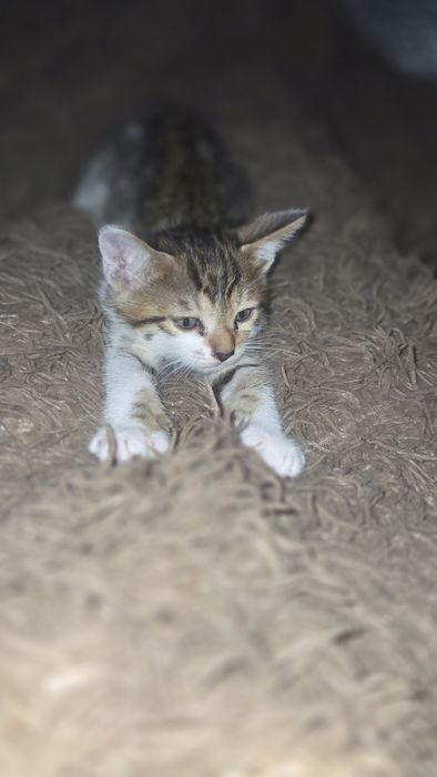 Отдаем котят в добрые руки