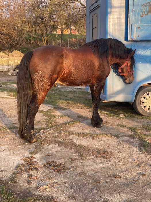 Armasar de 3 ani metis frizian