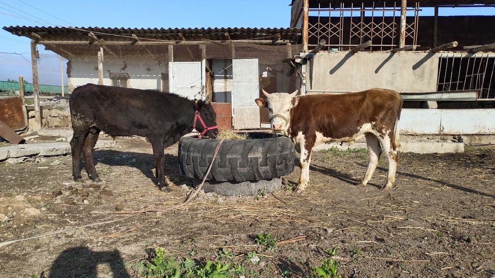 Бычки годовалые.