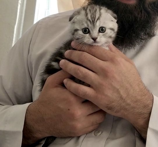 Продам шикарных шотландских вислоухих котят!