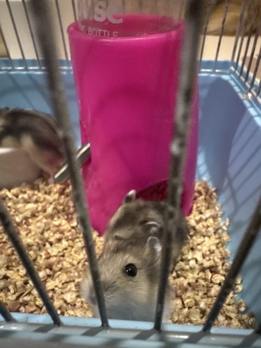 7 джунгарских хомячков