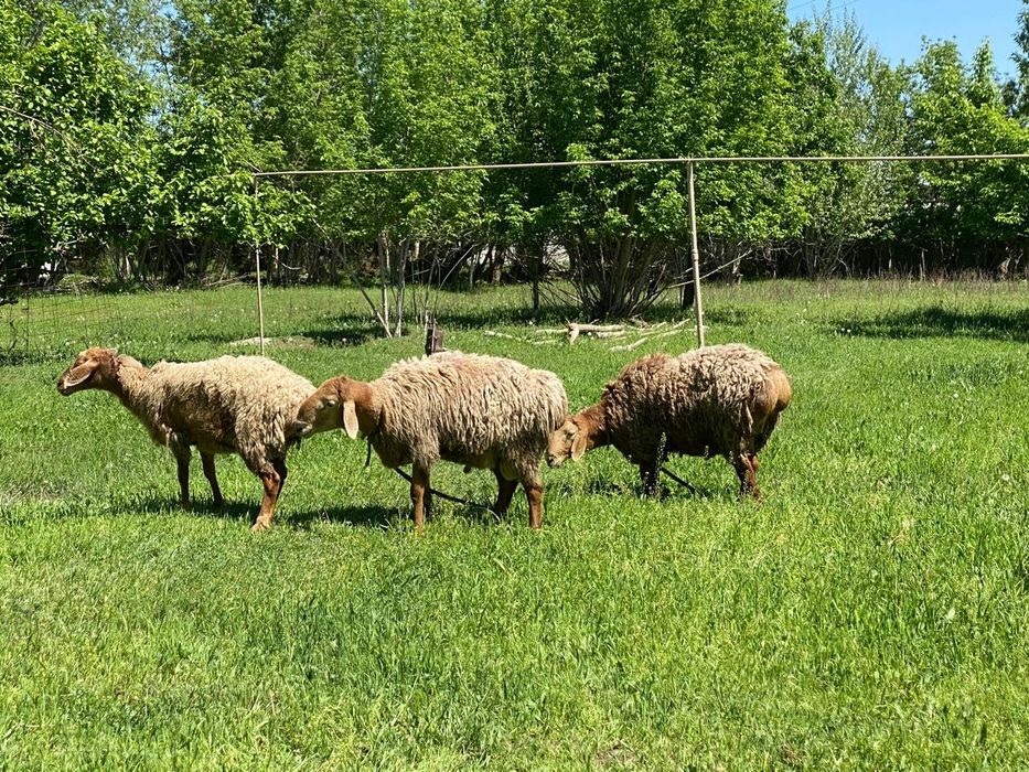 Қошқар Арашан таза