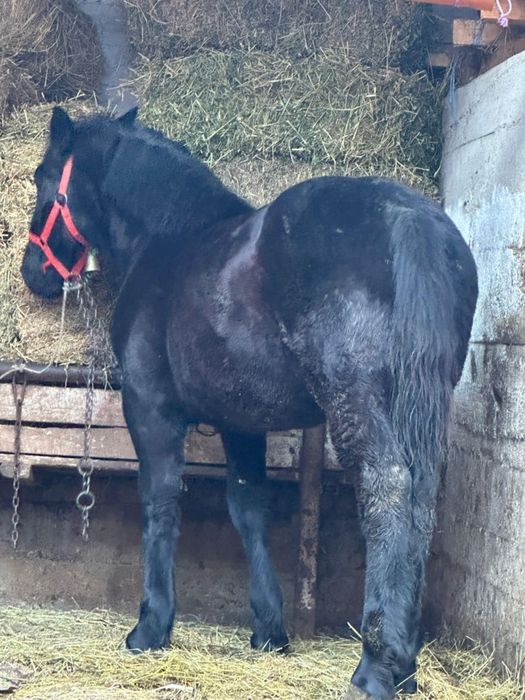 De vanzare doua manze