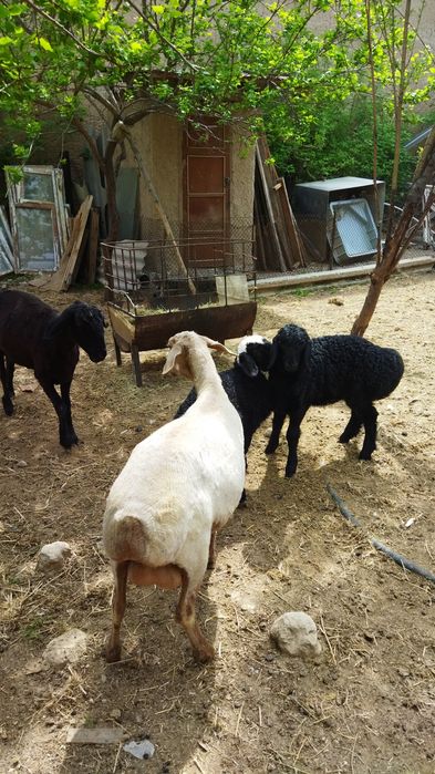 Продаются бараны домашние