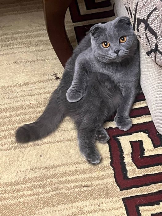 Кошка, кличка «Муиза»