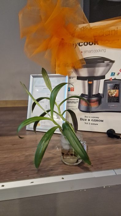 Продаю цветы различные