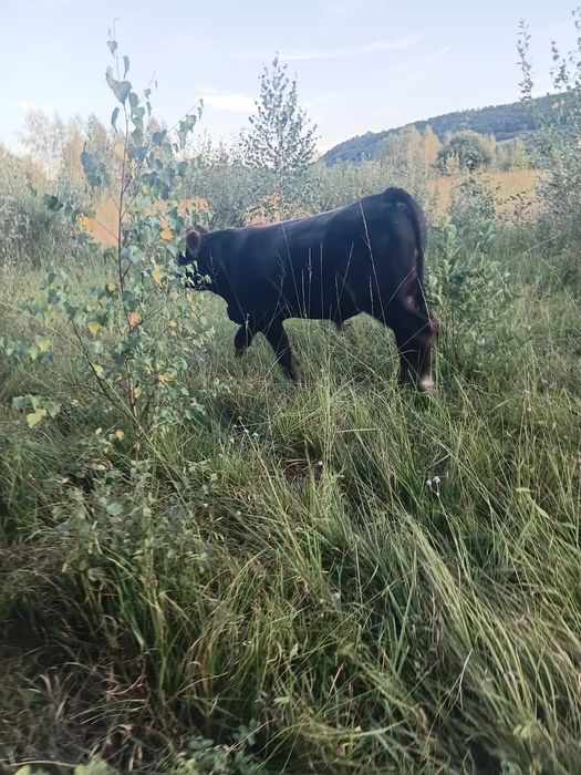Taur de vânzare