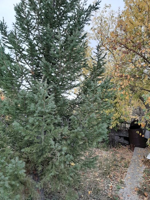 Продам дачу в Темиртау. в общ.Плодородие