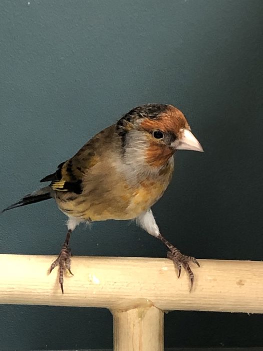 Канарейка (кенор) гибрид