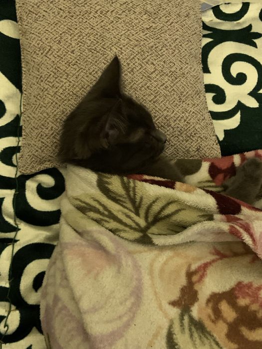 Котенок мальчик бесплатно