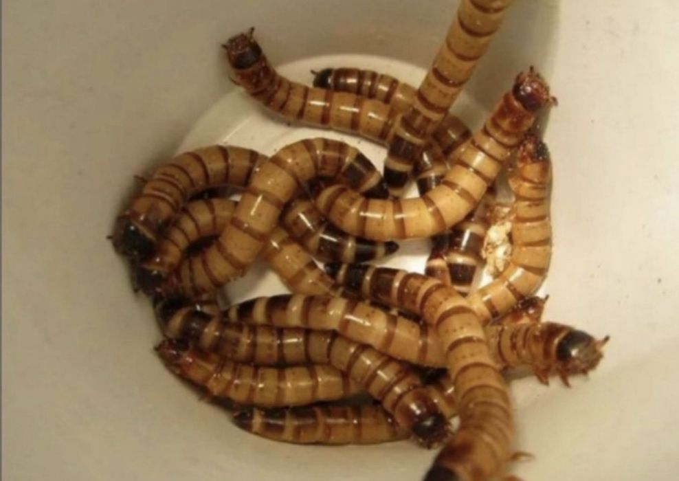 Zoffobus qushlarga ozuqa
