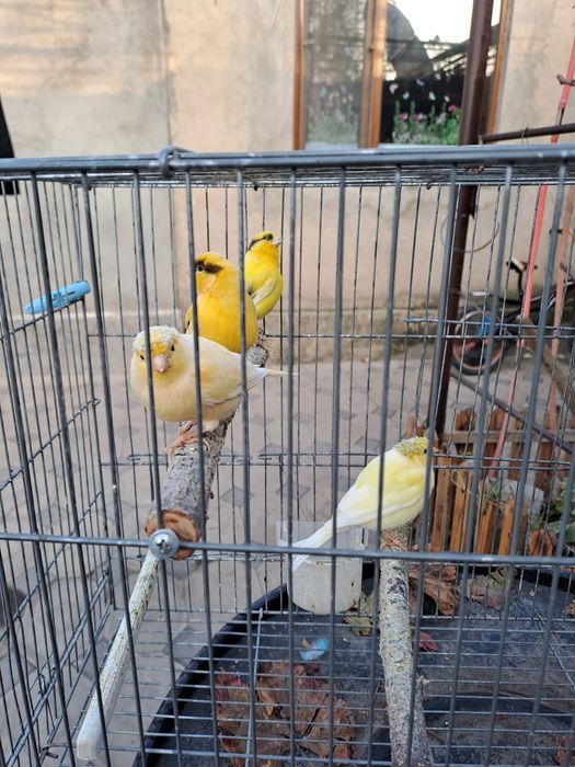 Продаются Канарейки