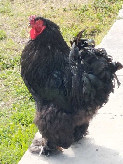 Brama xuroz.       .