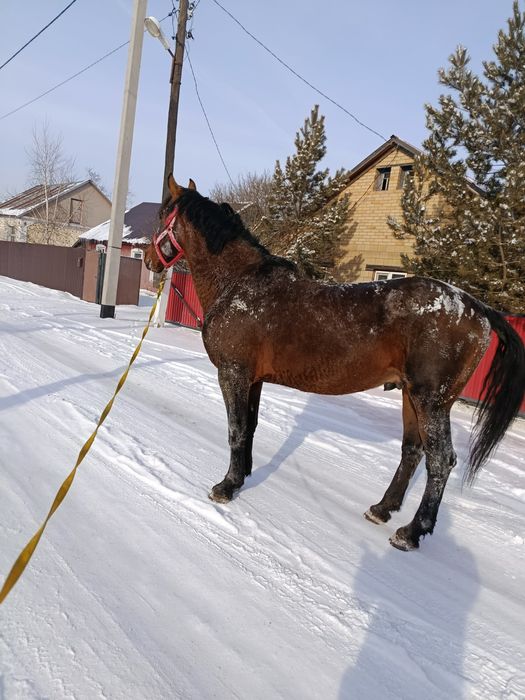 Продам Айгыр либо обмен на две кобылы
