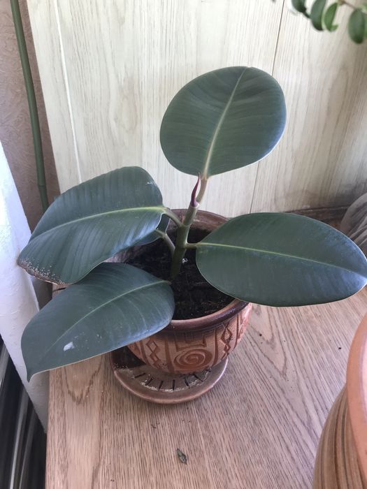 Фикус каучуковый