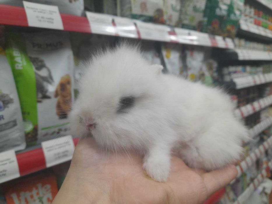 Декоративно мини зайче на 1 месец