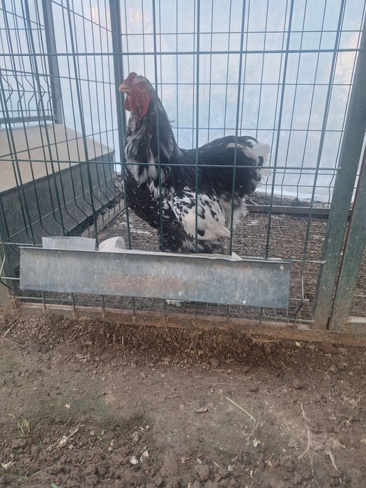 Брама жужалари сотувда