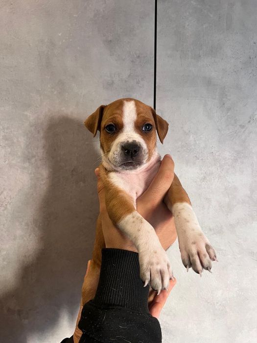 Vând nişte cațeluşi Amstaff terrier de 3,5 luni