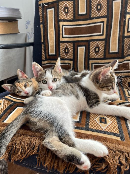 Котята домашние милые