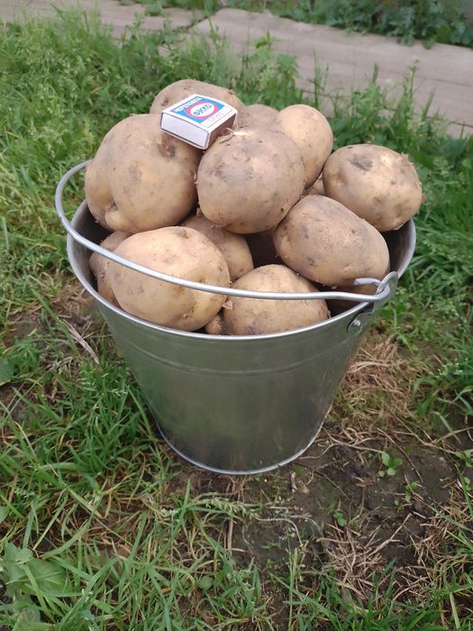 Продам картофель