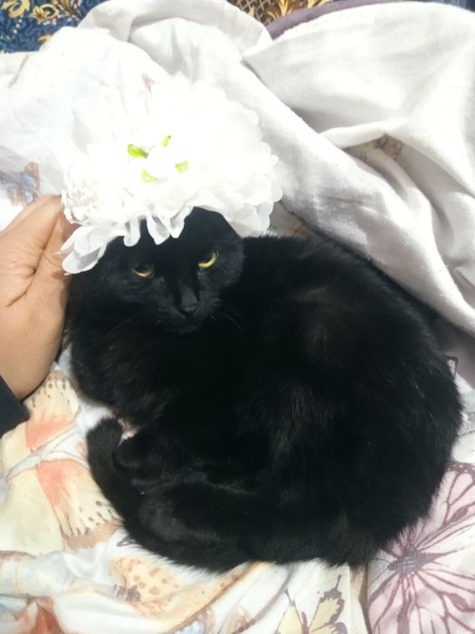 Шатланцкый кошка