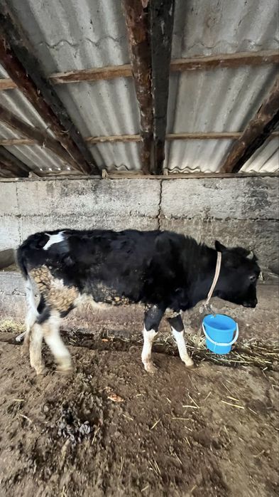 екі ұрғашы бұзау