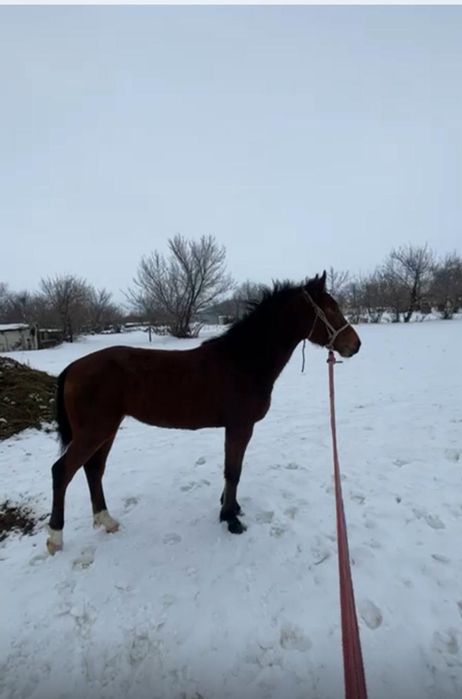 Қолтума құнан сатылады аяқ қолы сау 100% саудасы бар