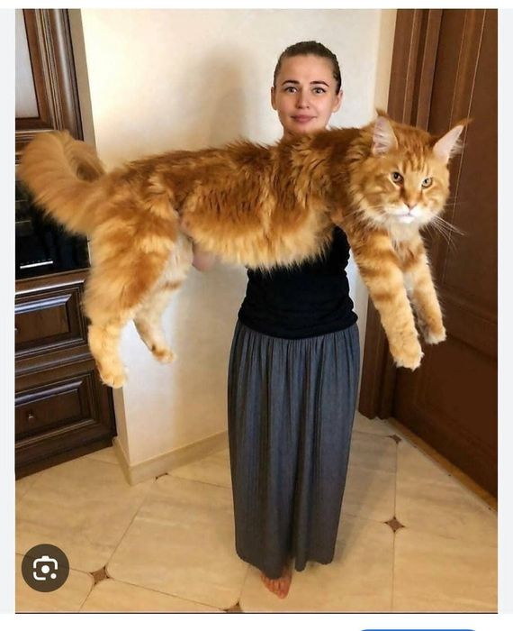 Мейнкуны полидакты на бронь