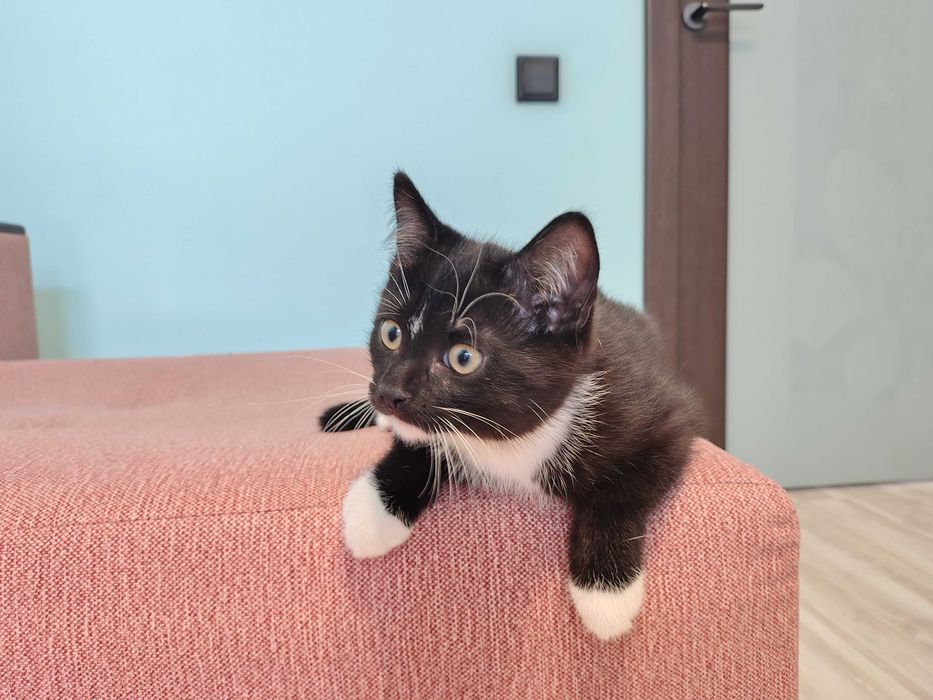 Ищем котятам дом