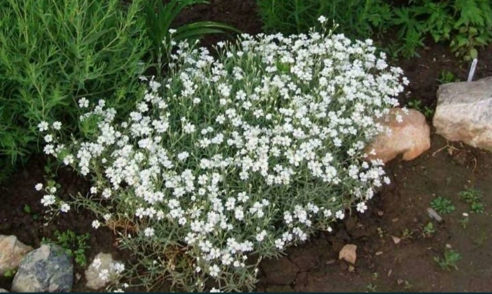 Саженцы ясколки почвопокровник продам