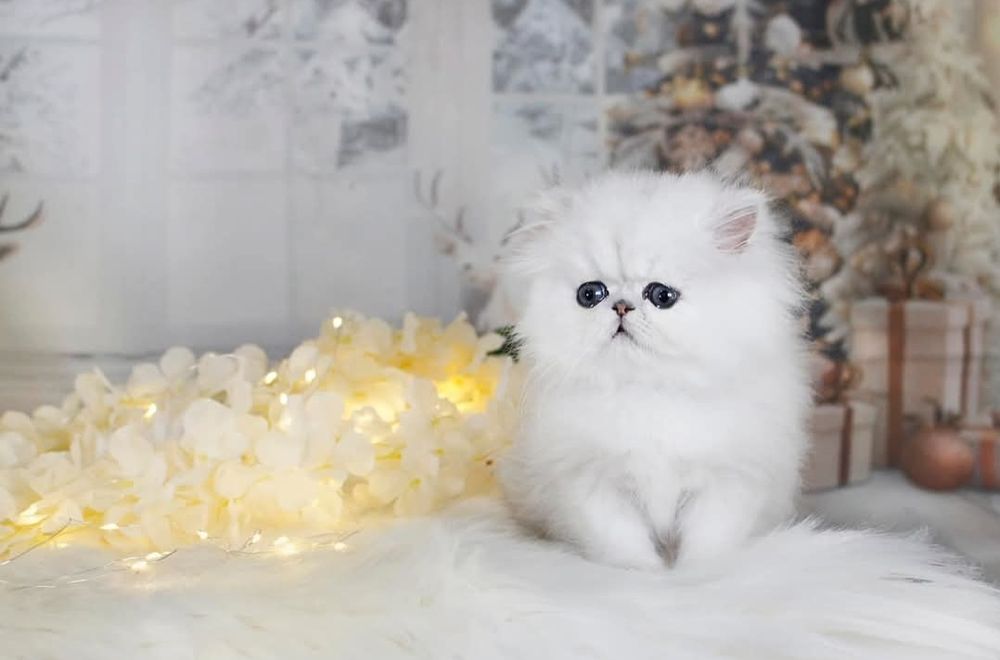 Persana chinchilla silver-shaded