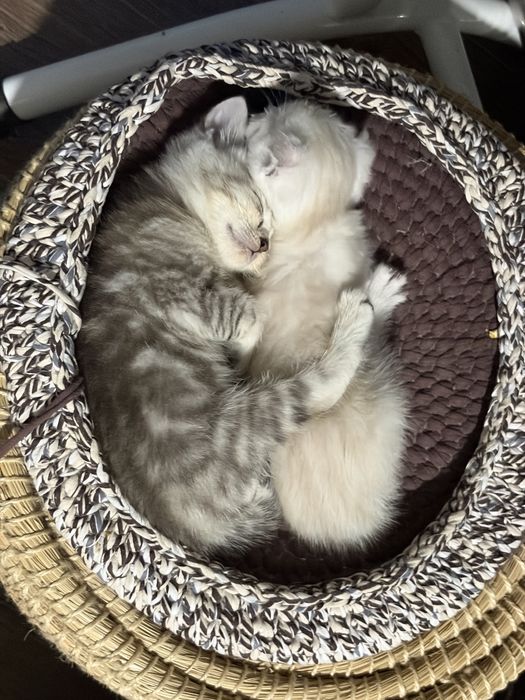 Шотландские котята