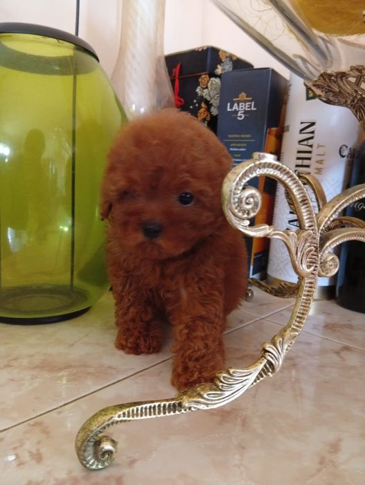 Pudel mini toy Red
