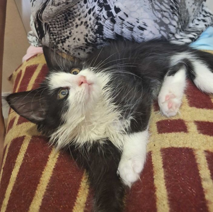 Породистые котята