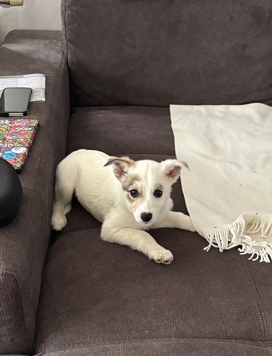 Кученце търси любов