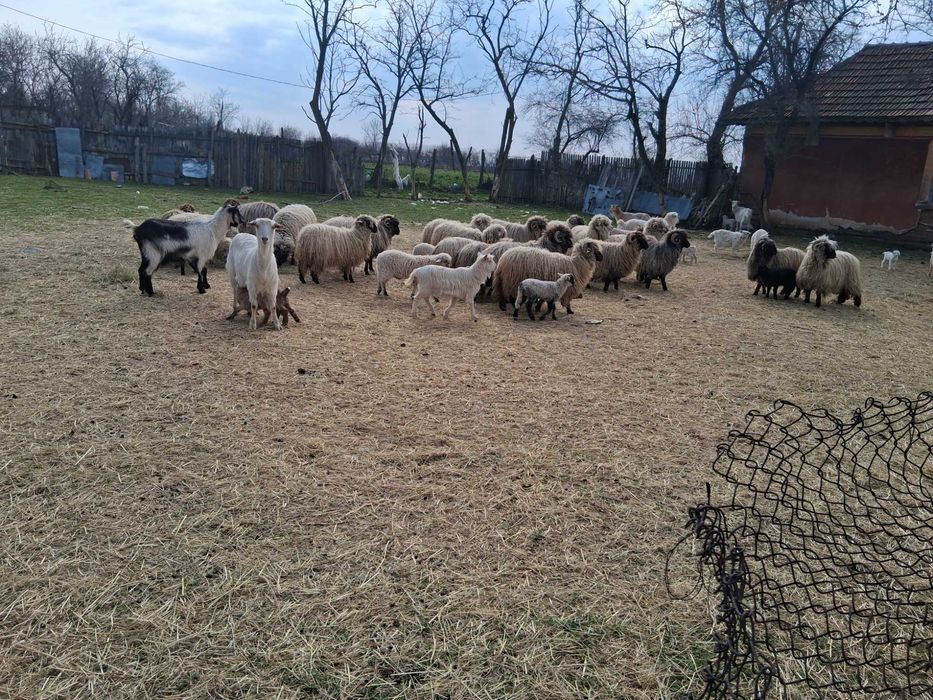 Oi de vanzare toate o data cu mei