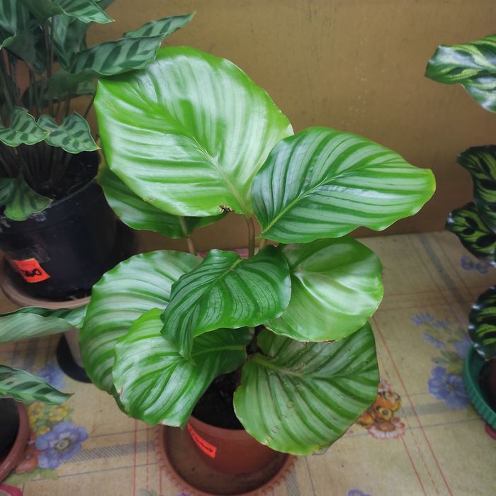 Калатеи, филодендрон, аглаонемы и диффенбахии(читать внимательно)