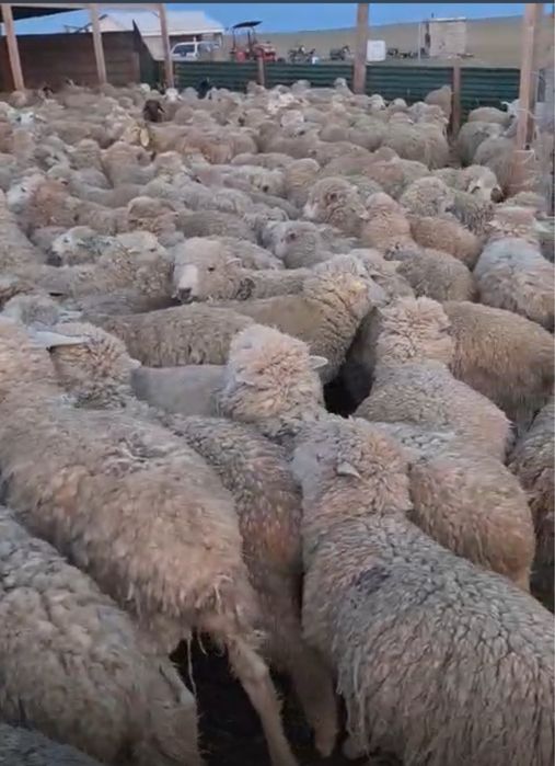 Баран / Қой оптом