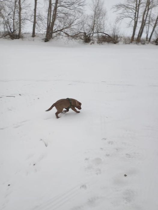 Продам щенка  лабрадора
