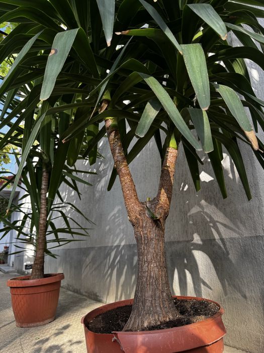 Палми Юка в саксия