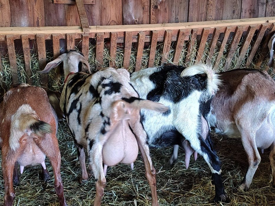 Iezi Anglo Nubian  masculi și femele