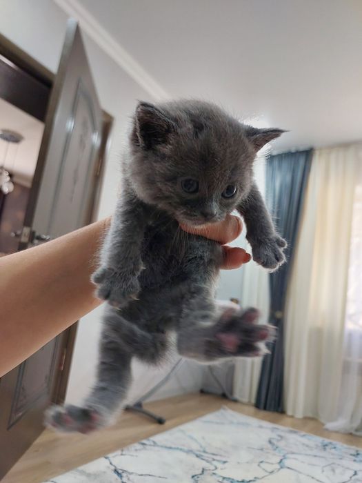 Продаются котята