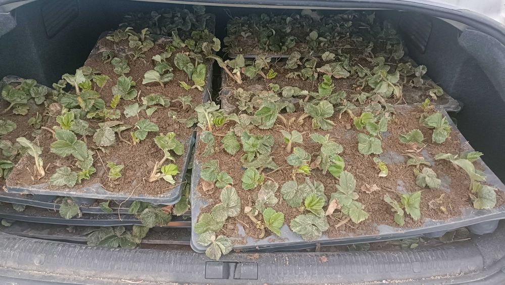 Vând staloni de căpșuni