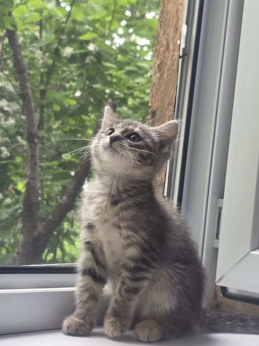 Отдам котёнка в хорошие руки