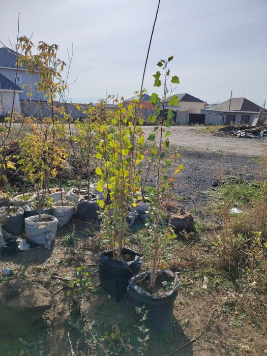 Тополя, тополь, клен