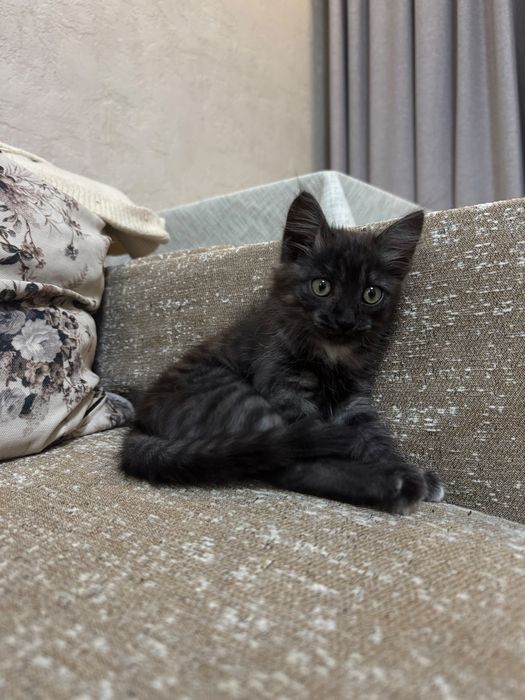 Отдадим котенка в добрые руки