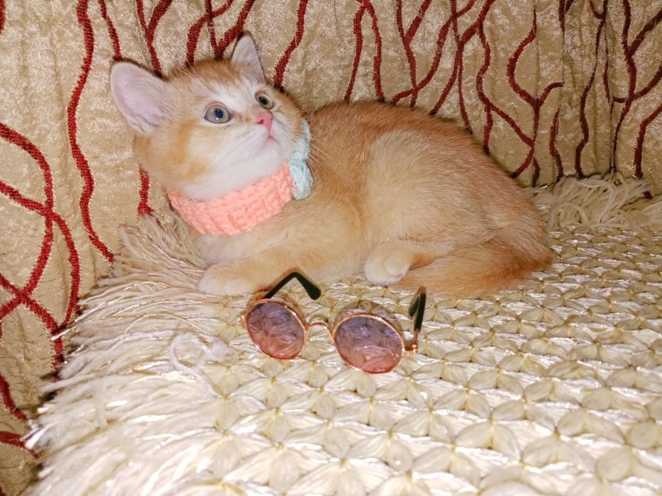 В хорошие руки шотланский котик