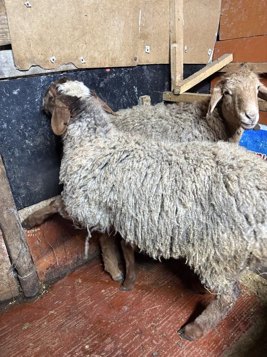 Сатуға семіз тоқтылар