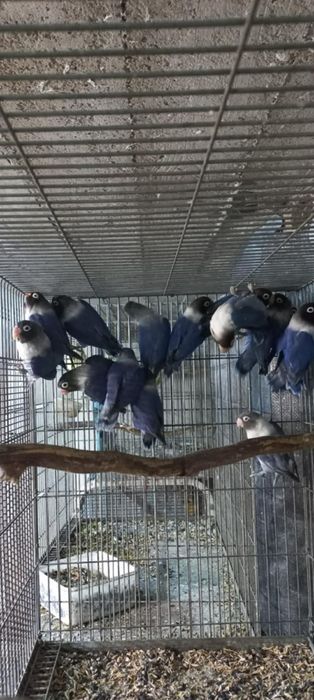 Agaponis personata violet 2024--2025